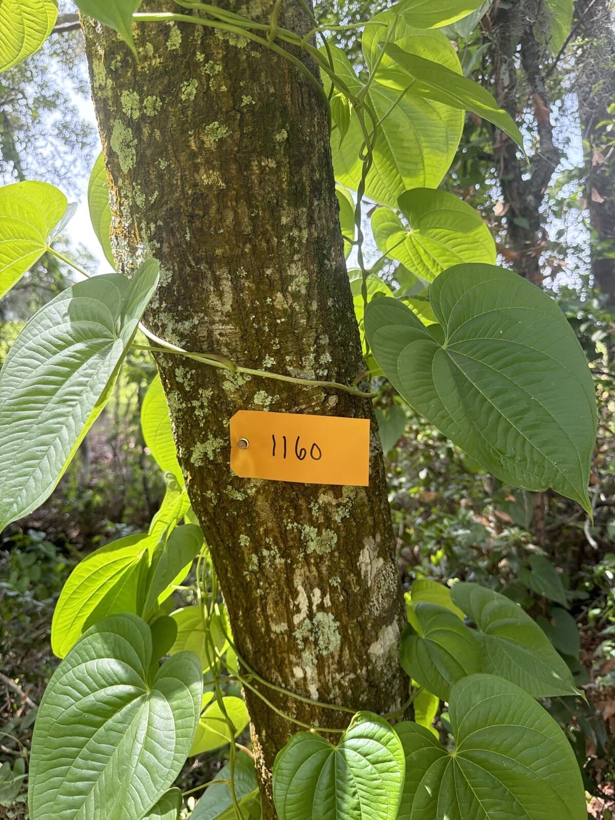 Numbered inventory tag on a documented tree during an arborist tree inventory
